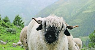 Wollust. Ein 70 Jahre alter Italiener wollte sich an einer Walliser Schwarznase vergehen. 