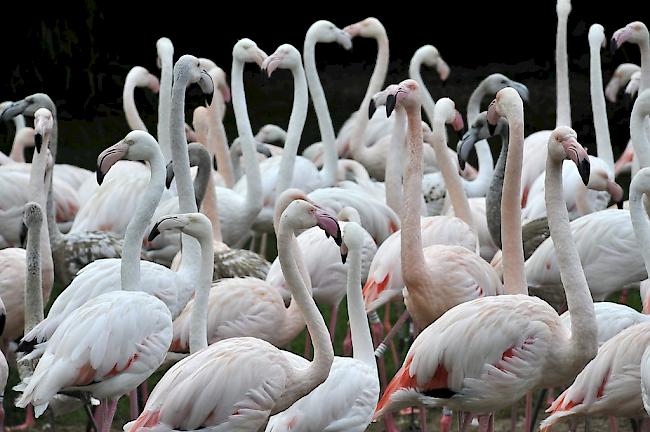 Die Flamingos im Zoo Basel dürfen trotz der Kälte im Aussenweiher bleiben. 