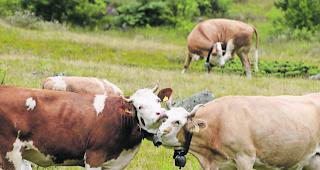 Die Idylle tr&uuml;gt. Die Biolandwirte und die konventionellen Landwirte haben das Heu nicht auf der gleichen B&uuml;hne. 