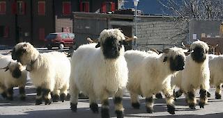 Die Schwarznasenschafe sind Gespr&auml;chsthema.