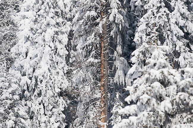 Grosse Flächen von Schutzwald sind ins Rutschen geraten. (Symbolbild)