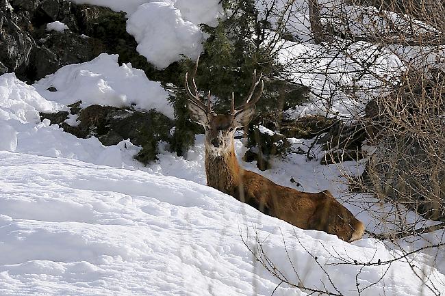 Abgemagerter Hirsch. Der diesjährige Winter macht den Wildtieren im Wallis das Leben schwer.