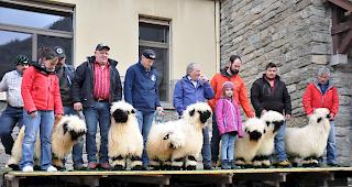 Stolz pr&auml;sentieren die Z&uuml;chter ihre pr&auml;chtigsten Tiere.