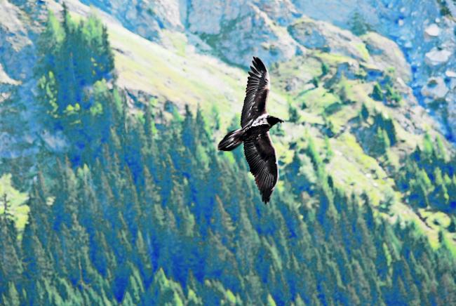 Der Bartgeier ist im Alpenraum seit Anfang des 20. Jahrhunderts ausgestorben. Die Jungvögel aus dem Zoo in La Garenne sollen in den Alpen und in den Pyrenäen angesiedelt werden.