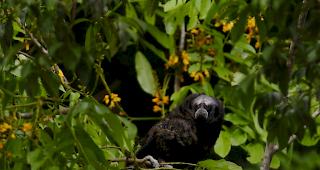 Experten warnen: "Die Biodiversit&auml;t der Welt geht verloren".