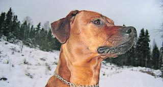 J&auml;ger. Das Gewicht eines ausgewachsenen Rhodesian Ridgeback liegt zwischen 32 und 37 Kilogramm. 