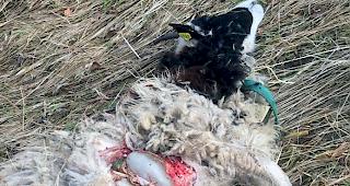 Zwei L&auml;mmer und ein Muttertier sind am Montag in Ergisch von einem Wolf gerissen worden.