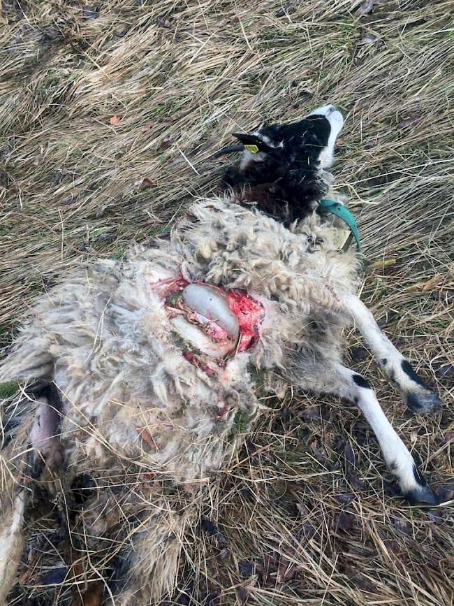 Zwei Lämmer und ein Muttertier sind am Montag in Ergisch von einem Wolf gerissen worden.