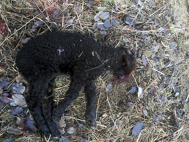Der zuständige Wildhüter hat die getöteten Schafe am Montag begutachtet und festgestellt, dass die Rissmuster klar auf den Wolf als Angreifer hinweisen.