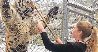 Jasmin Holzer bei einem medizinischen Training mit einem sibirischen Tiger.