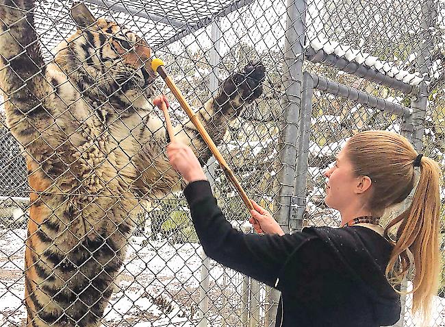 Jasmin Holzer bei einem medizinischen Training mit einem sibirischen Tiger.