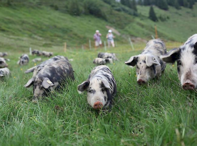 Warnung. Das Bundesamt für Veterinärwese hält es nicht für unmöglich, dass die Afrikanische Schweinepest aus östlichen Ländern Europas in die Schweiz eingeschleppt und die hiesigen Schweine anstecken könnte.