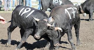 Kampfeslustig. Kommenden Sonntag stehen im Goler wiederum packende K&auml;mpfe auf dem Programm.  