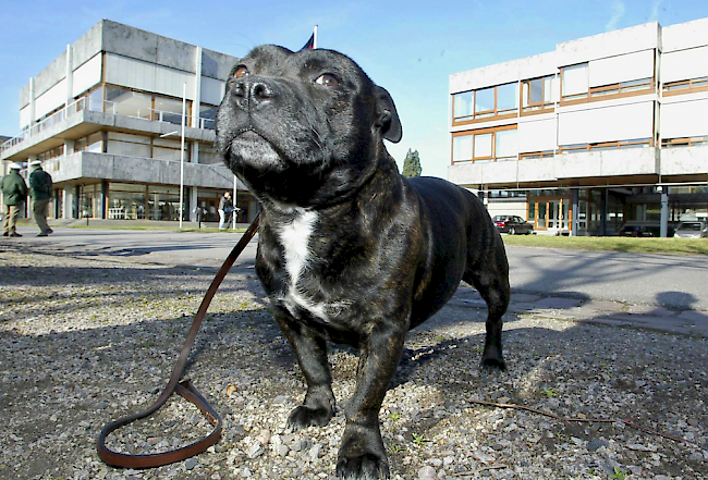 Ein Staffordshire-Terrier soll für das Unglück verantwortlich sein. (Symbolbild)