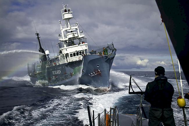 Trotz weltweitem Walfangmoratoriums hat die Waljagd vor der Küste Japans wieder begonnen. 