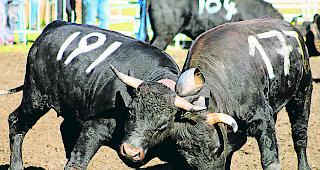 Kampfeslustig. Kommenden Sonntag stehen im Goler wiederum packende K&auml;mpfe auf dem Programm. 