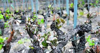 Wenig gefragt. Die Hagelversicherung versichert im Weinbau auch Frostsch&auml;den. Die Nachfrage ist allerdings bisher bescheiden. 