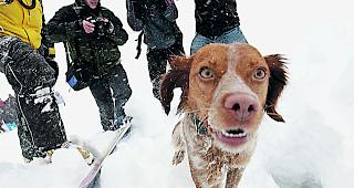 Niemand versch&uuml;ttet. Sicherheitshalber liess man das betroffene Gebiet trotzdem von Lawinenhunden absuchen.  