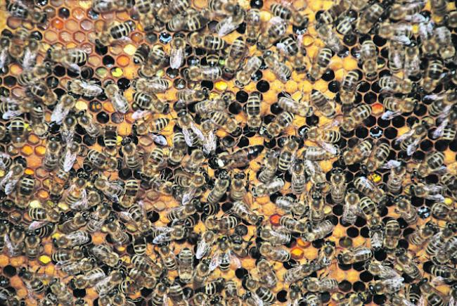Der Gebrauch von Pestiziden soll ein massives Bienensterben zur Folge gehabt haben. (Symbolbild)