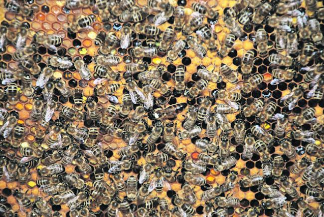 Der Gebrauch von Pestiziden soll ein massives Bienensterben zur Folge gehabt haben. (Symbolbild)