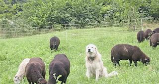 Weil Herdenschutzhunde Wanderer attackieren, sind sie umstritten.