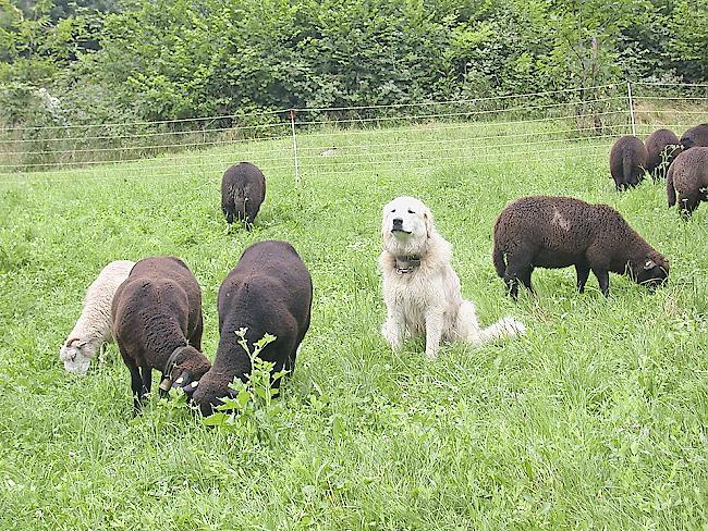 Weil Herdenschutzhunde Wanderer attackieren, sind sie umstritten.