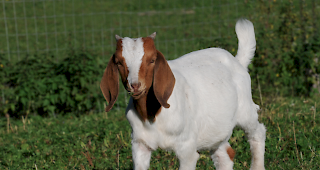 Burenziege. Oberhalb von St. German hat ein Wolf eine junge Burenziege gerissen.