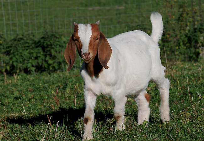 Am Polizeigericht in Nyon hat am Dienstag der Prozess gegen zwei Tierschutz-Aktivistinnen begonnen. Ihnen wird vorgeworfen, im März 18 Ziegen gestohlen zu haben, um deren Ende im Schlachthaus zu verhindern. (Symbolfoto)