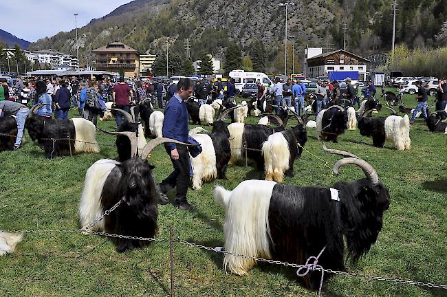 Mehr als 90 Tiere fanden den Weg auf den Natischer Stapfen.