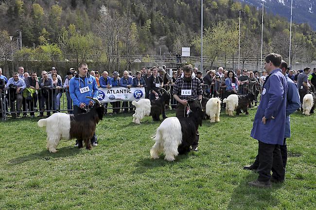 Das gestrenge Auge der Jury kürte die Sieger.