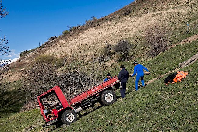 Anfangs April führte das Managementzentrum des UNESCO-Welterbes einen Arbeitseinsatz mit Asylbewerbern im Gebiet Heidnischbiel bei Raron durch.