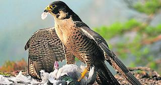 Stolzes Tier. Der Wanderfalke imponiert mit seinen rasanten Flugk&uuml;nsten. 