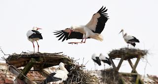 In der Schweiz leben so viele St&ouml;rche wie seit Jahrzehnten nicht mehr. 