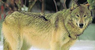 Nicht mehr &laquo;streng gesch&uuml;tzt&raquo;. Der Schutzstatus des Wolfs soll in der Revision des Jagdgesetzes massgeblich gelockert werden.  