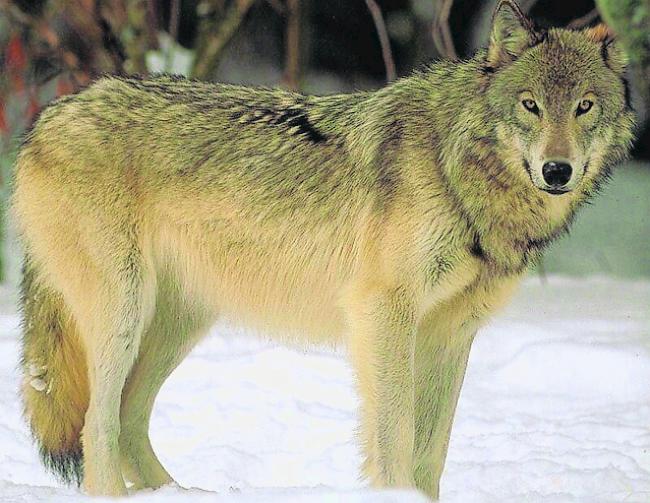 Nicht mehr «streng geschützt». Der Schutzstatus des Wolfs soll in der Revision des Jagdgesetzes massgeblich gelockert werden.  