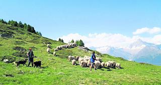 T&ouml;rbjeralpe. Im Gebiet oberhalb der Moosalpe werden in diesem Sommer keine Schafe und keine H&uuml;tehunde anzutreffen sein.  