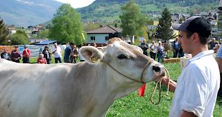 Eindruck von der Pr&auml;sentation der K&uuml;he.