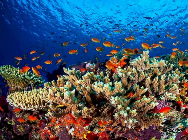 Unterstützung. Die australische Regierung will über 370 Millionen Franken investieren, um die Wasserqualität des Great Barrier Reef zu verbessern.