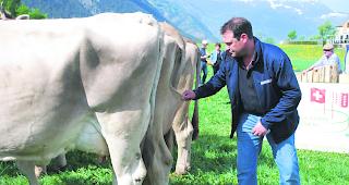 Testgriff. Chefexperte Stefan Hodel jurierte mit wachem Auge, ihm entging kein Detail. &laquo;Ich habe tolle K&uuml;he gesehen&raquo;, kommentierte er die Jubil&auml;umsschau. 