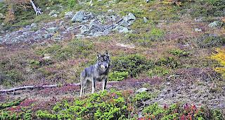 Ein Wolf aus dem Augstbord-Rudel hat bei Ergisch erneut Schafe get&ouml;tet.