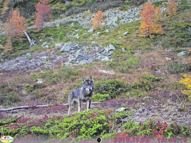 Neue Massnahme. Weil inzwischen auch Angriffe auf landwirtschaftlichen Nutzflächen gemeldet wurden, weitet der Kanton das Abschussperimeter für den zum Abschuss freigegebenen Wolf im Goms aus. (Symbolbild) 