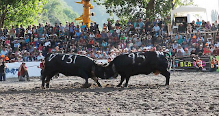 Intensiver Kampf. &laquo;Ruska&raquo; (rechts) erwies sich als z&auml;he Gegnerin, aber &laquo;Veielett&raquo; setzte sich am Schluss geschickt durch.