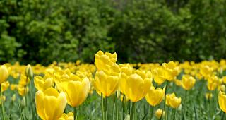 Die Grengjer Tulpen sind in voller Bl&uuml;te.