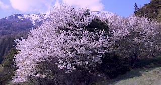 Die Eisheiligen leben prim&auml;r von ihrem Mythos. 