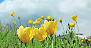 Experte. Schon die Mutter von Alex Agten hatte die Grengjer Tulpen im Garten. 