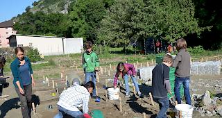 Unter fachm&auml;nnischer Anleitung der Projektleiterin Rachel Imboden (ganz links) pflanzen die 4.-Kl&auml;ssler der Primarschule Steg-Hohtenn den &laquo;Fl&auml;ckler&raquo;.