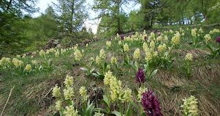 Sitt. Die Pflanzen in den Walliser Gebieten bekommen in den n&auml;chsten Tagen genug Wasser.