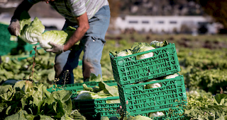 Spitzenreiter. Die h&ouml;chste Arbeitszeit pro Woche weisen laut Bundesamt f&uuml;r Statistik Bauern und F&ouml;rster auf. Dies mit durchschnittlich 45 Stunden und 35 Minuten.