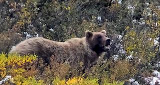 Im US-Bundesstaat Wyoming d&uuml;rfen Grizzlyb&auml;ren wieder bejagt werden. 