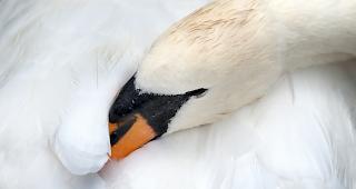Ein Sch&uuml;tze hat einen Schwan mit einem Pfeil am Hals getroffen. Erst am n&auml;chsten Tag konnte das Tier von seinem Leiden erl&ouml;st werden (Symbolbild). 